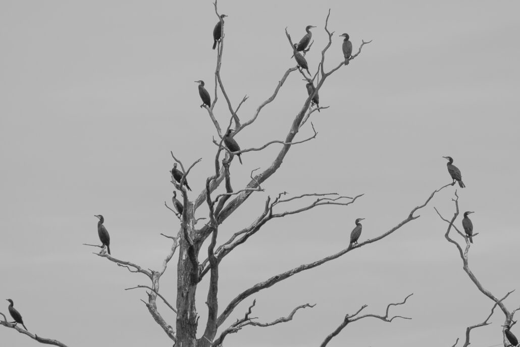 Great cormorant colony