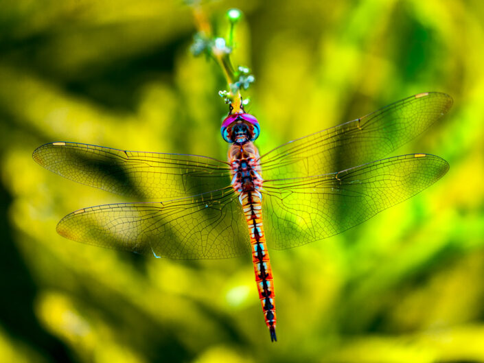 East Java, Indonesia