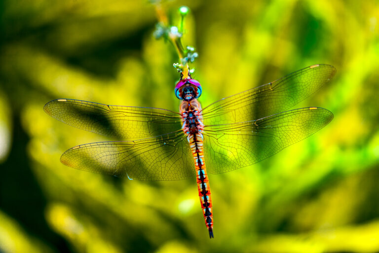 East Java, Indonesia
