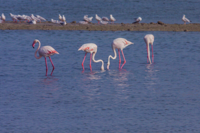 Eastern Province, Saudi Arabia