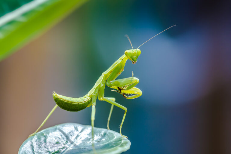 East Java, Indonesia