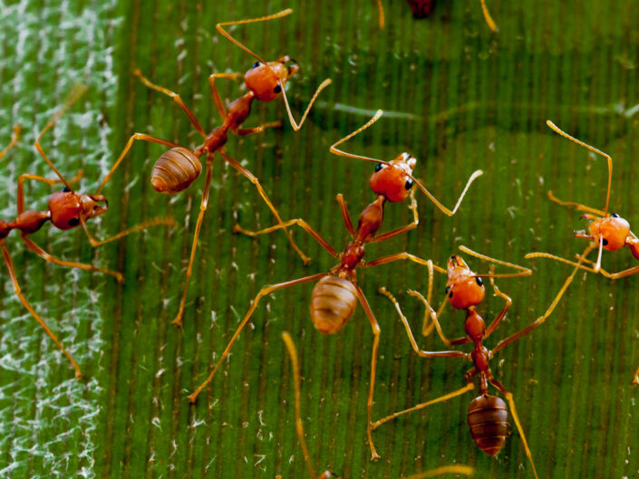 East Java, Indonesia