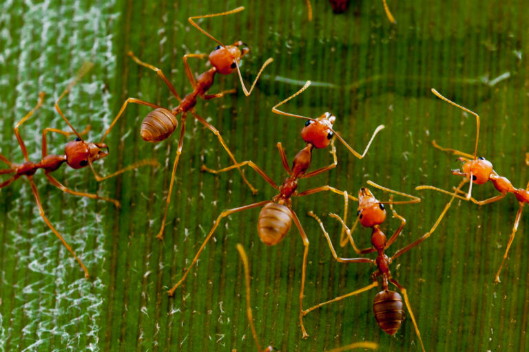 East Java, Indonesia