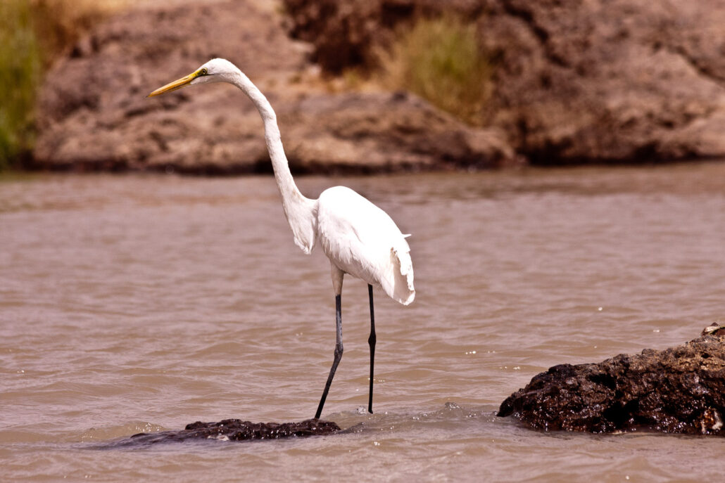 Great egret or great white heron