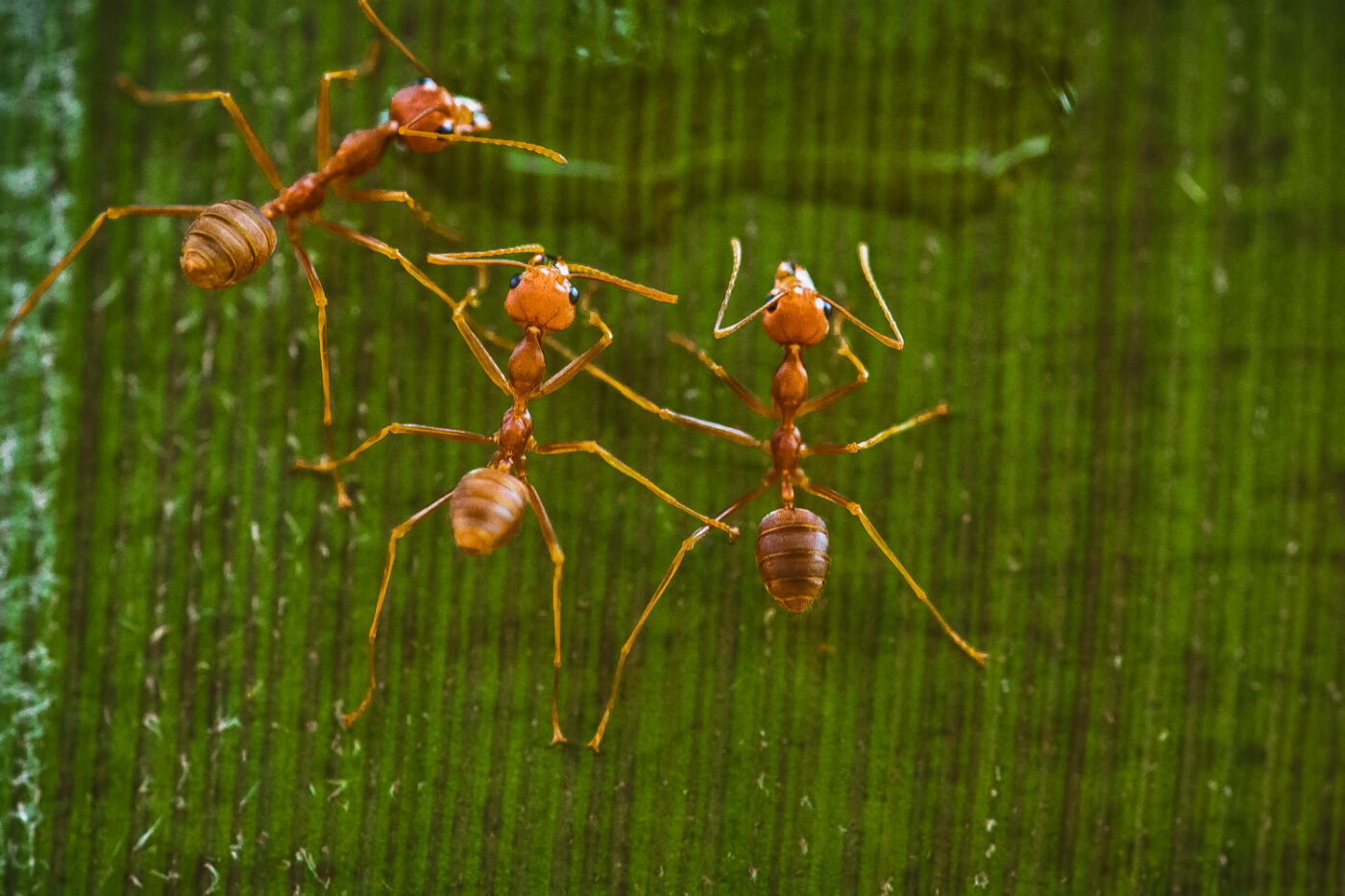 Weaver ants Oecophylla smaragdina