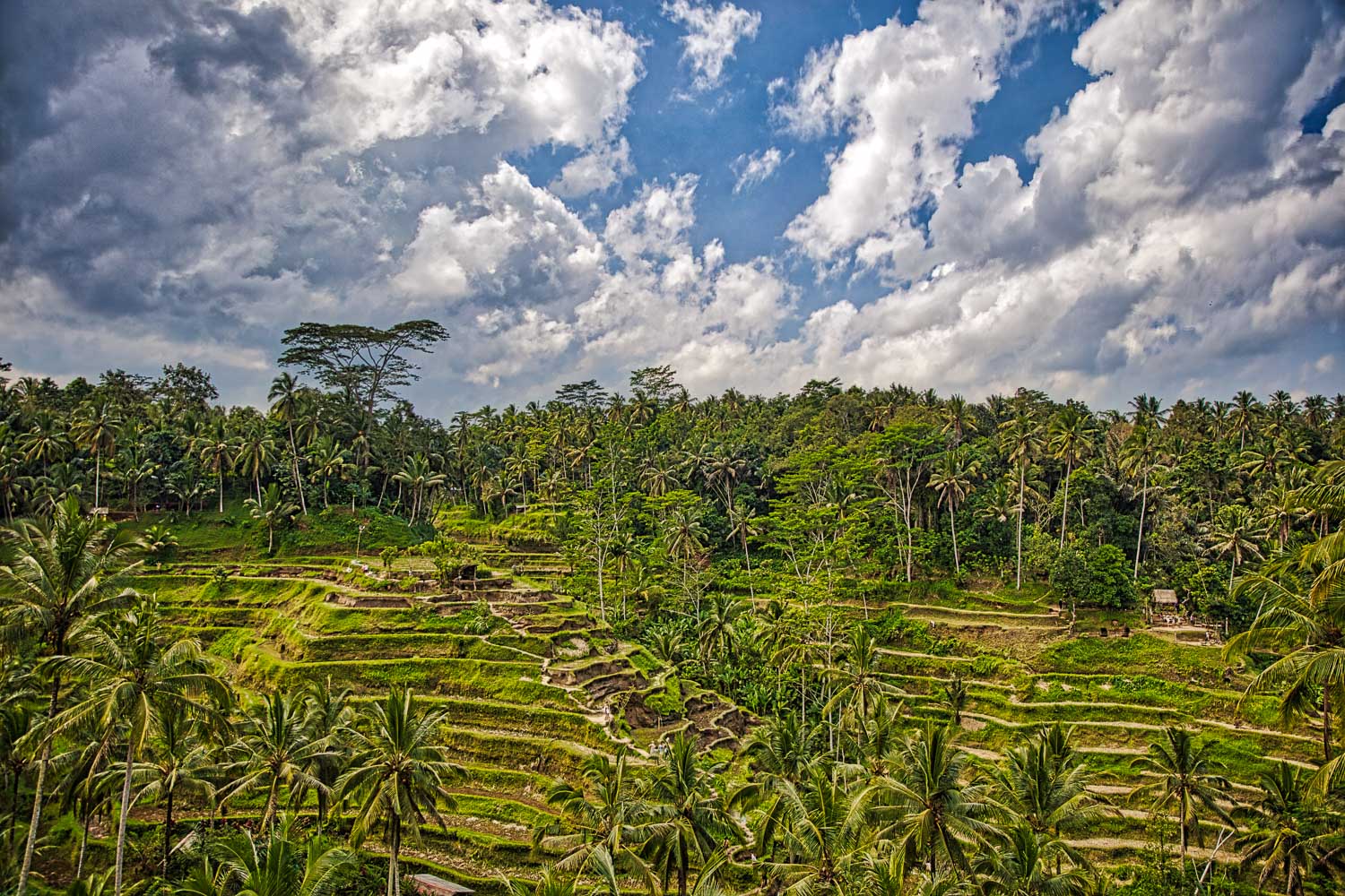  Tegallalang  rice terraces Gerd Hoffmann Photography