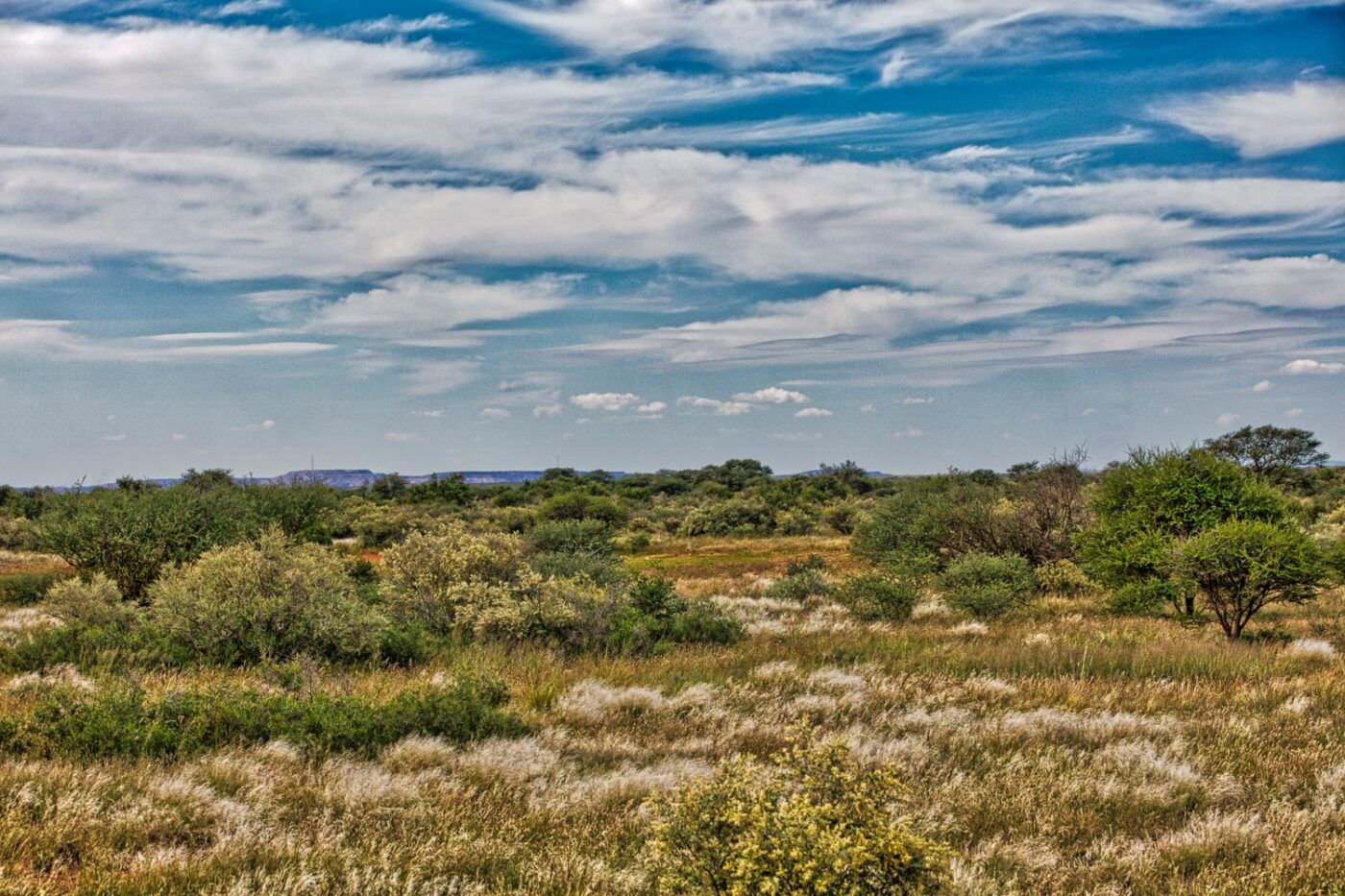 Bushland in the Northern Cape