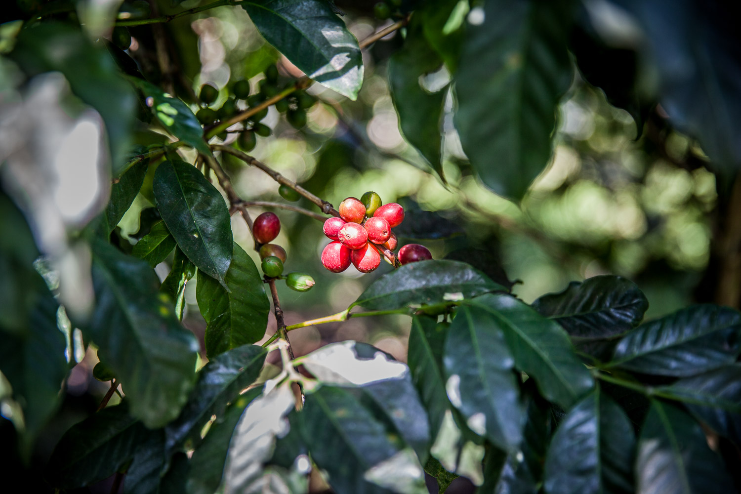 Java coffee is Java's black gold Gerd Hoffmann Photography