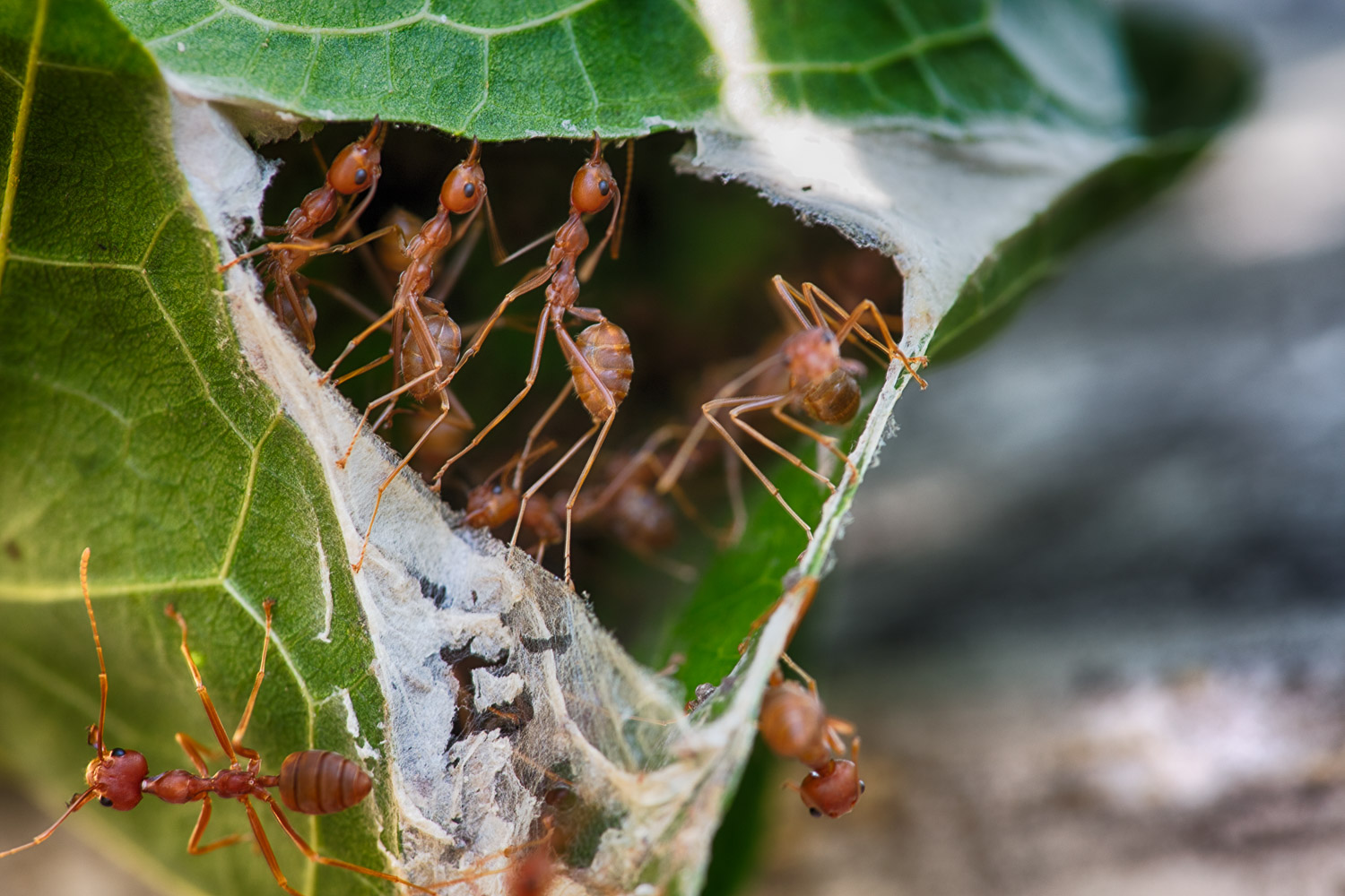 Weaver ants Oecophylla smaragdina Gerd Hoffmann Photography