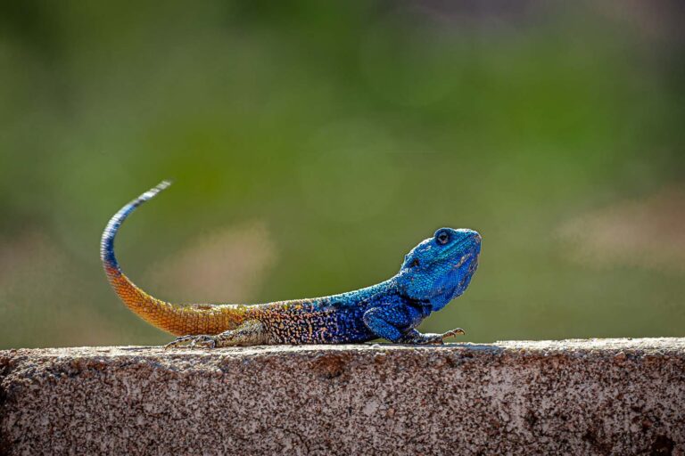 Central District, Botswana